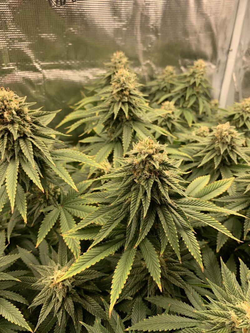 Gorilla Melon, Фасовка: 3, изображение 4